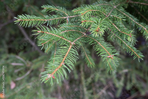 A tree with green leaves and brown tips photo