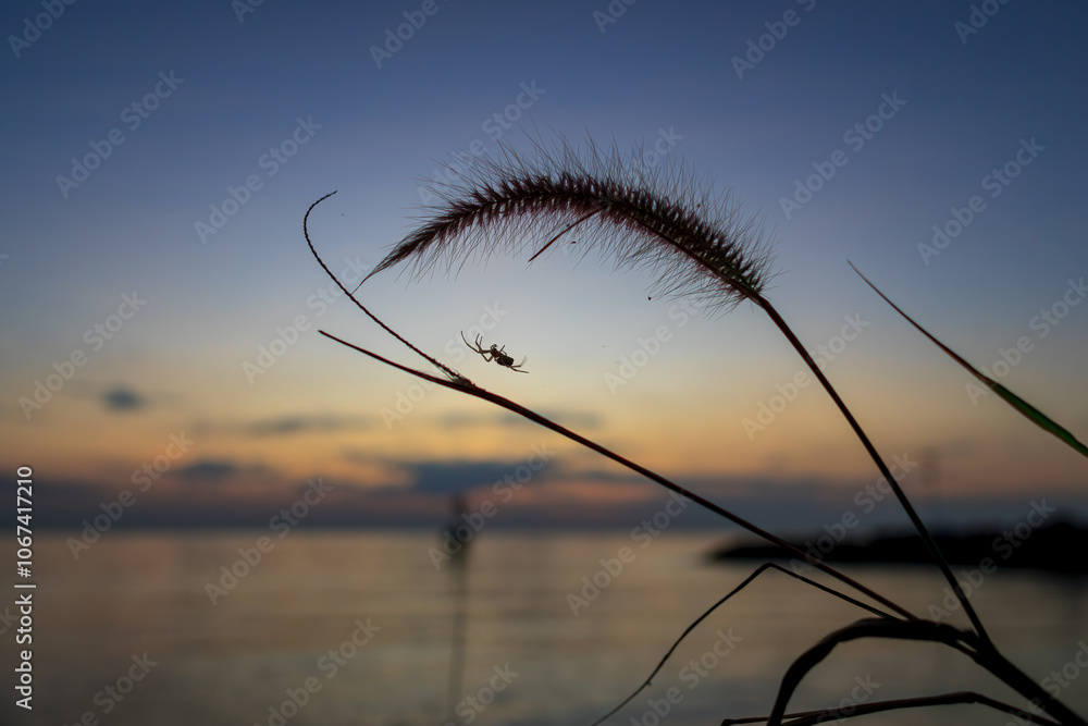 Obraz premium grass in the sunset