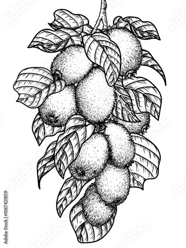 Vector illustration of a branch of kiwi fruit in engraving style