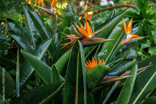 Bright blossom of Strelitzia reginae. Vibrant crane flower, bird of paradise, or isigude with striking orange, blue petals in Botanical garden, Tenerife. Dramatic plant in family Strelitziaceae.