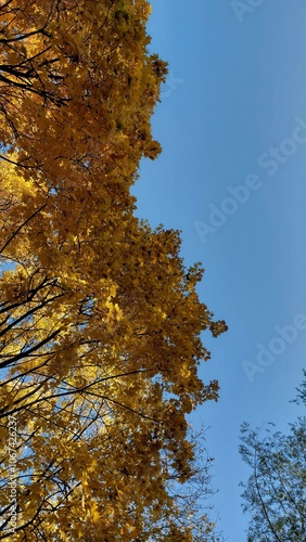 autumn trees against sky