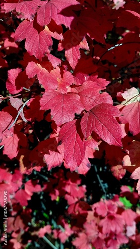 red autumn leaves