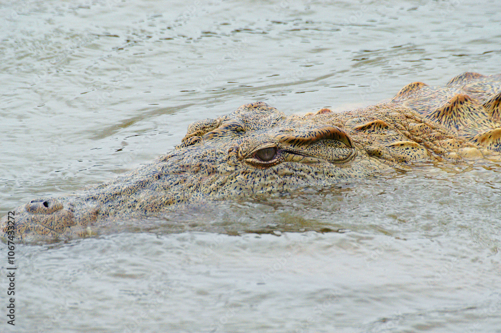 Obraz premium Close-up on the eye of the crocodile emerging menacingly in the water of a river in the Tsavo East national park in Africa