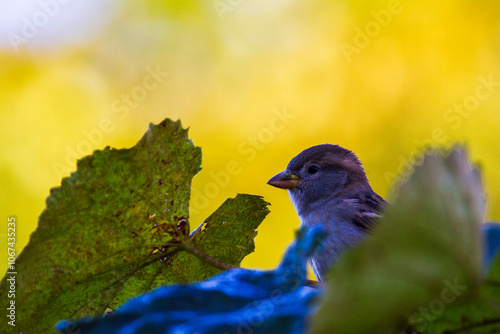 portrait of a gray sparrow
