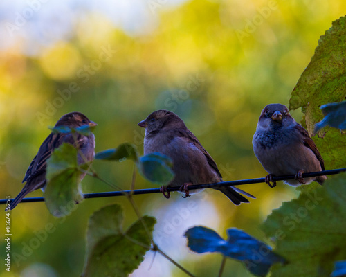 portrait of a gray sparrow
