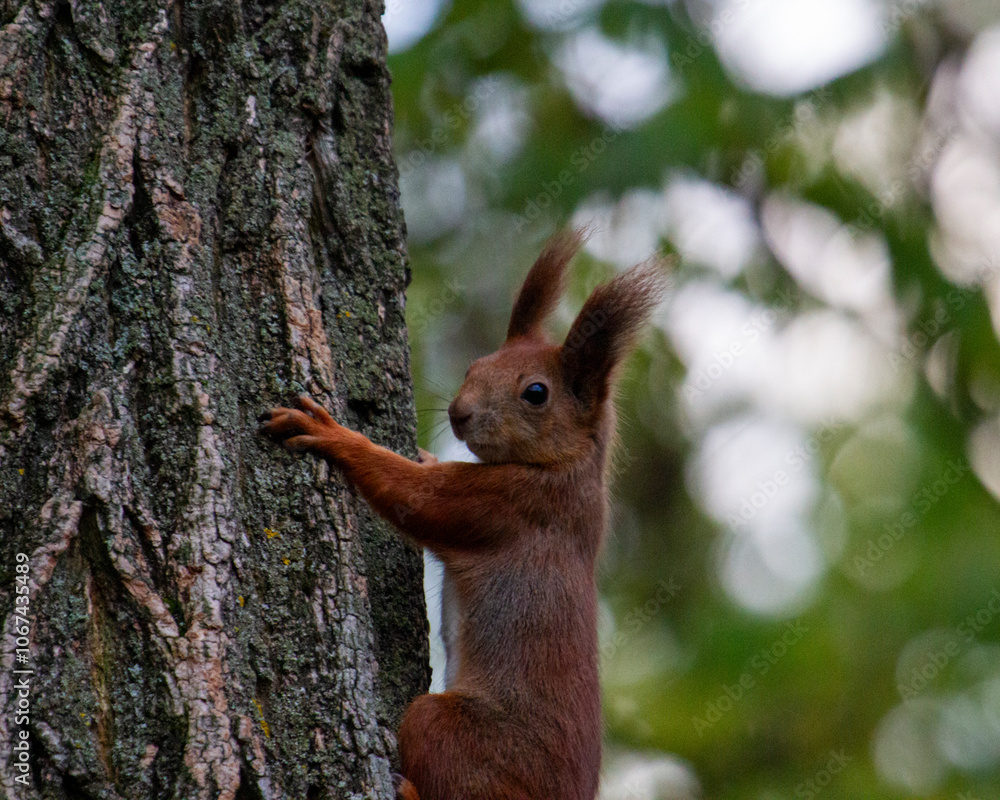 A young red squirrel climbs up a tree. portrait of a squirrel.
A young red squirrel climbs up a tree. portrait of a squirrel.