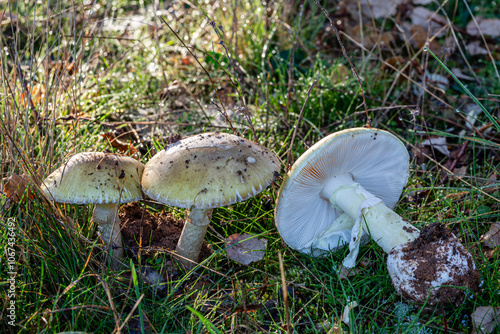 Amanita phalloides. Deadly mushrooms of phalloidal amanita, or green hemlock, among the grass in the oak forest. photo