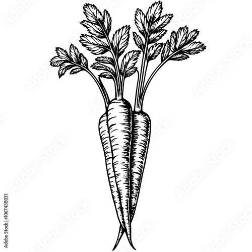 Black and white ink illustration of carrot sticks
