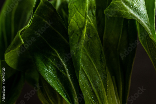 Moody bok choy closeup with water droplets 