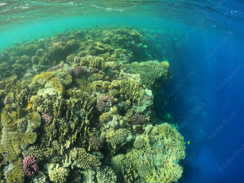 tropical coral reef tropical coral reef