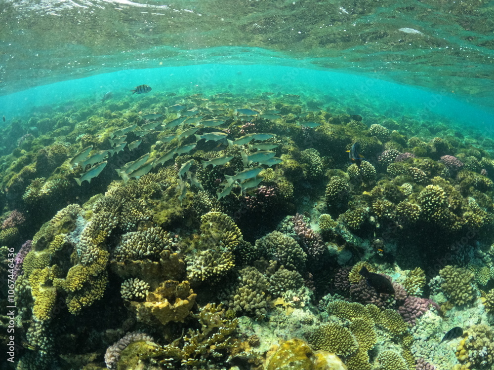 Fototapeta premium Coral reef