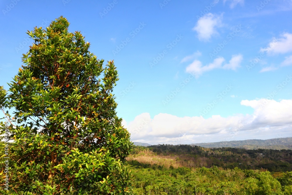 Lush Syzygium trees growing on the hills against a bright blue sky background. Lush Syzygium trees growing on the hills against a bright blue sky background.