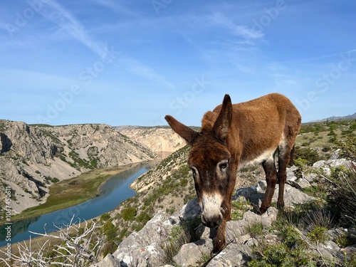 Foto Domestic donkey on the edge of the Zrmanja canyon in the Dalmatian hinterland (O