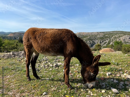 Domestic donkey on the edge of the Zrmanja canyon in the Dalmatian hinterland (Obrovac, Croatia) - Hausesel am Rande der Zrmanja-Schlucht im dalmatinischen Hinterland (Kroatien) - Domaći magarac photo