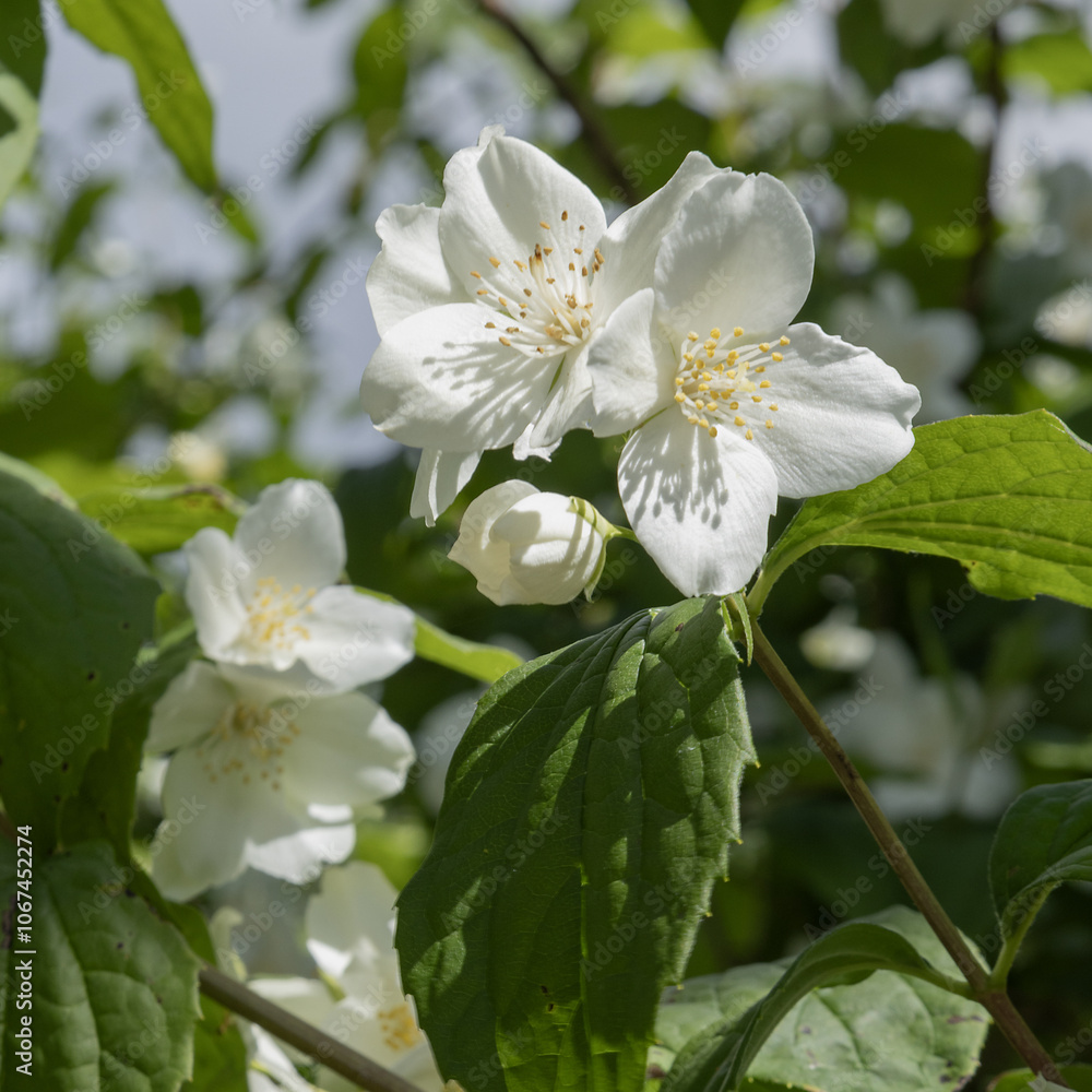 Fototapeta premium Gros plan de fleurs de Philadelphus 