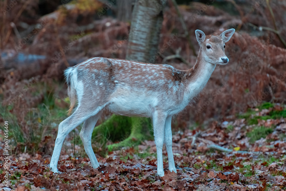 Deer in Autumn in Knole Park near Sevenoaks in Kent, England Deer in Autumn in Knole Park near Sevenoaks in Kent, England