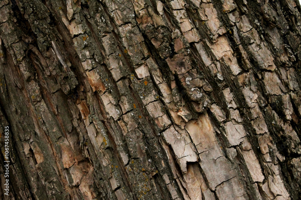 Close-up of the pattern and wood grain for the background. Close-up of the pattern and wood grain for the background.
