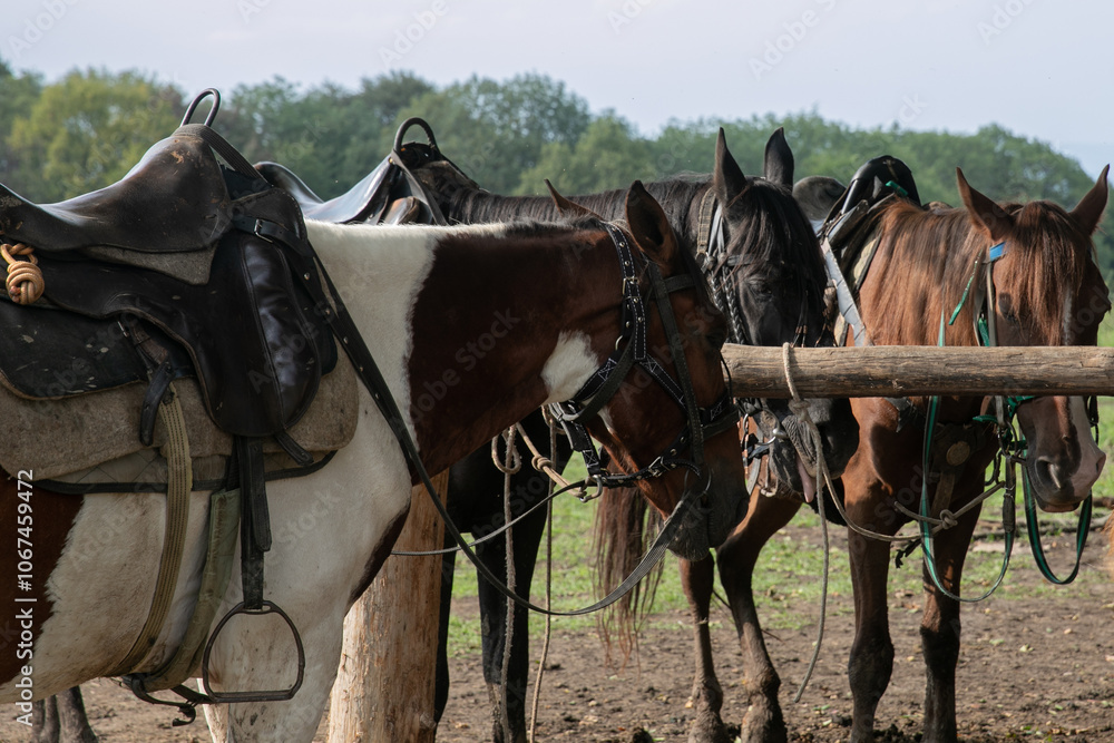 Harnessed horses stand in the stable stall Harnessed horses stand in the stable stall