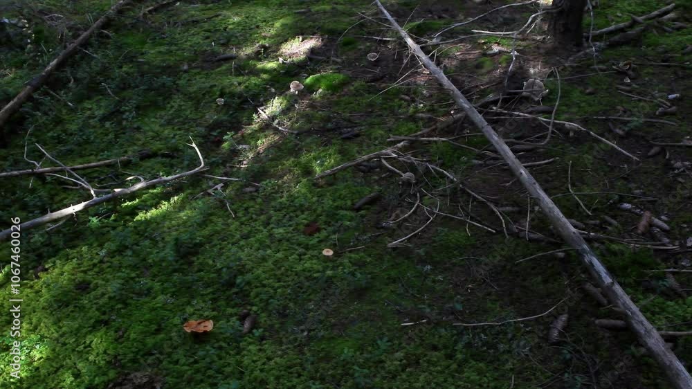 wood,  in the wood,   fall, Gran Paradiso National Park, Cogne, Valnontey, Valle d'Aosta, Italy, no people,