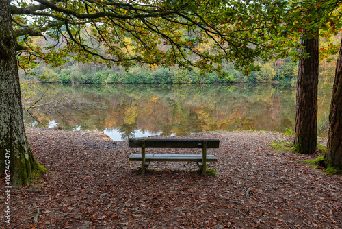 Autumn Colours in the woods at Bedgebury near Tunbridge Wells in Kent, England