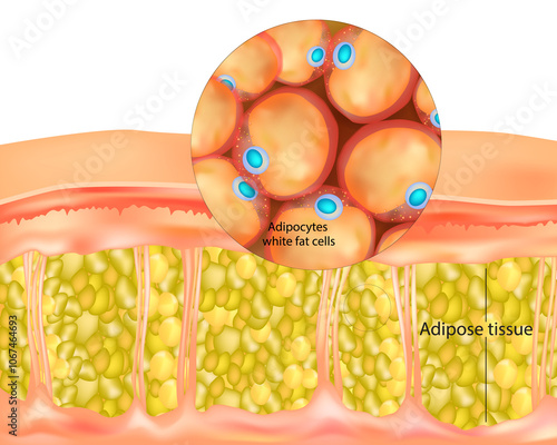 Принти на полотні Adipose tissue