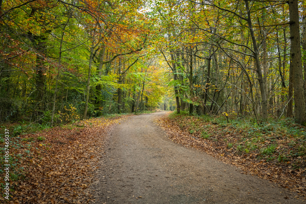 Autumn Colours in the woods at Bedgebury near Tunbridge Wells in Kent, England Autumn Colours in the woods at Bedgebury near Tunbridge Wells in Kent, England