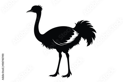 common ostrich C.eps