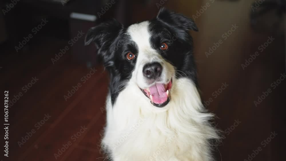 Funny portrait cute puppy dog border collie indoor. Pet dog resting at home. Puppy dog indoors in domestic room. Funny emotional dog having playful mood. Love for pets friendship companion pet care Funny portrait cute puppy dog border collie indoor. Pet dog resting at home. Puppy dog indoors in domestic room. Funny emotional dog having playful mood. Love for pets friendship companion pet care