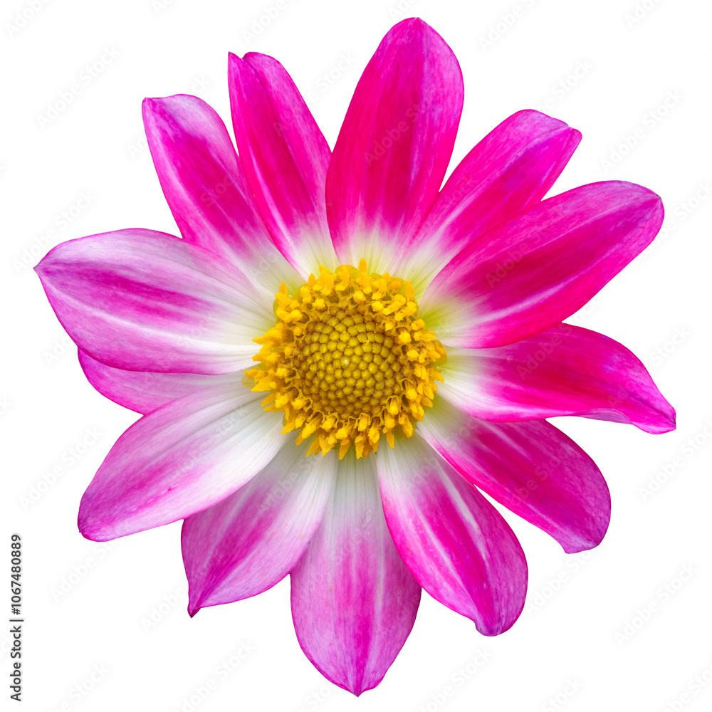 Pink, white and yellow dahlia flower blossom, isolated image on transparent background Pink, white and yellow dahlia flower blossom, isolated image on transparent background