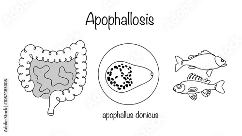 Apophallosis