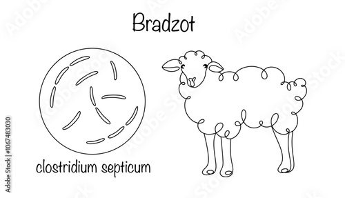 Bradzot