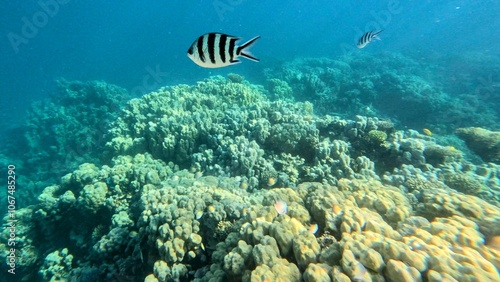coral reef with fish