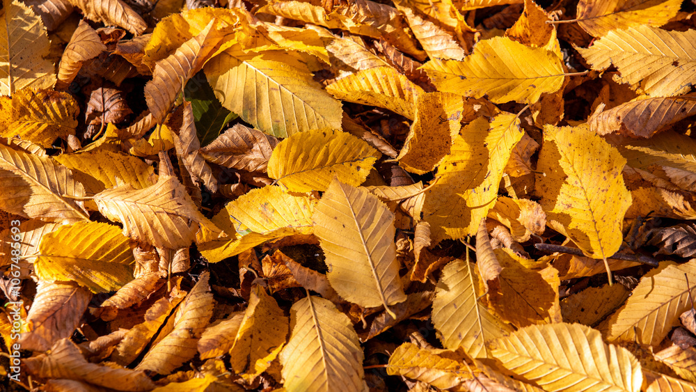 Herbstlaub Herbstlaub