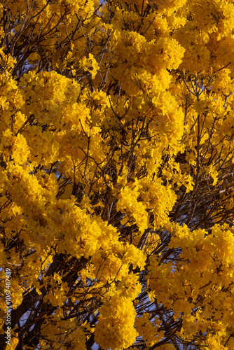 Árvore Ipê-Amarelo para alegrar a paisagem photo