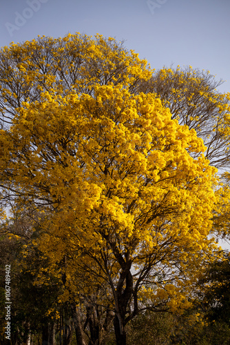 Árvore Ipê-Amarelo para alegrar a paisagem