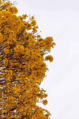 Árvore Ipê-Amarelo para alegrar a paisagem photo