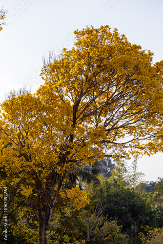 Árvore Ipê-Amarelo para alegrar a paisagem photo