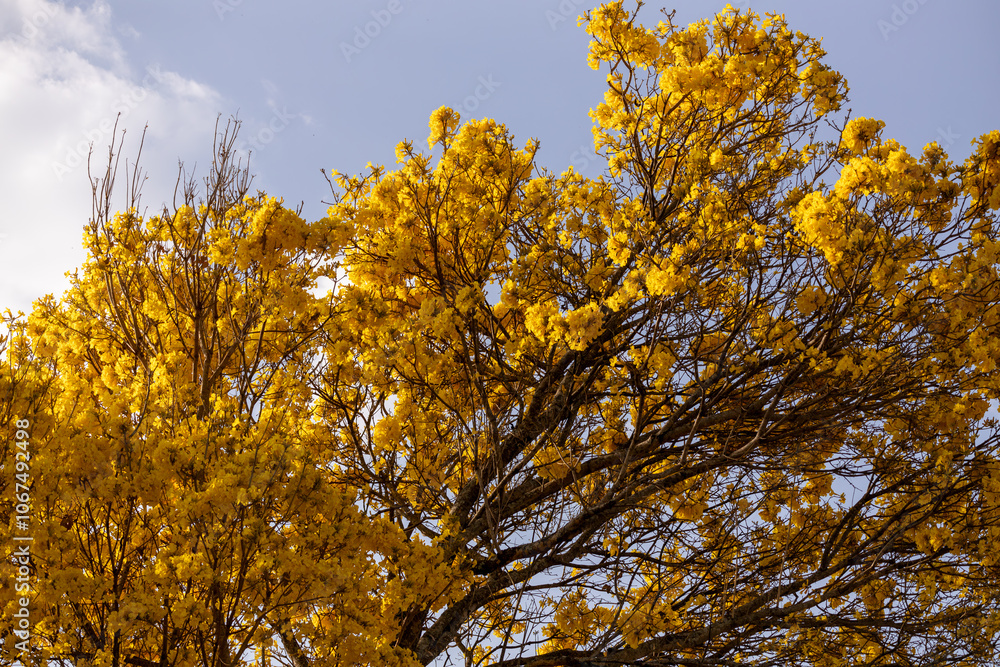 Árvore Ipê-Amarelo para alegrar a paisagem Árvore Ipê-Amarelo para alegrar a paisagem