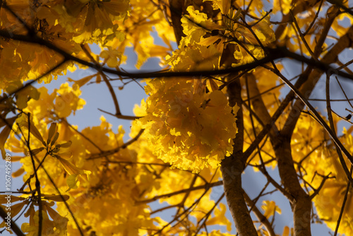 Árvore Ipê-Amarelo para alegrar a paisagem photo