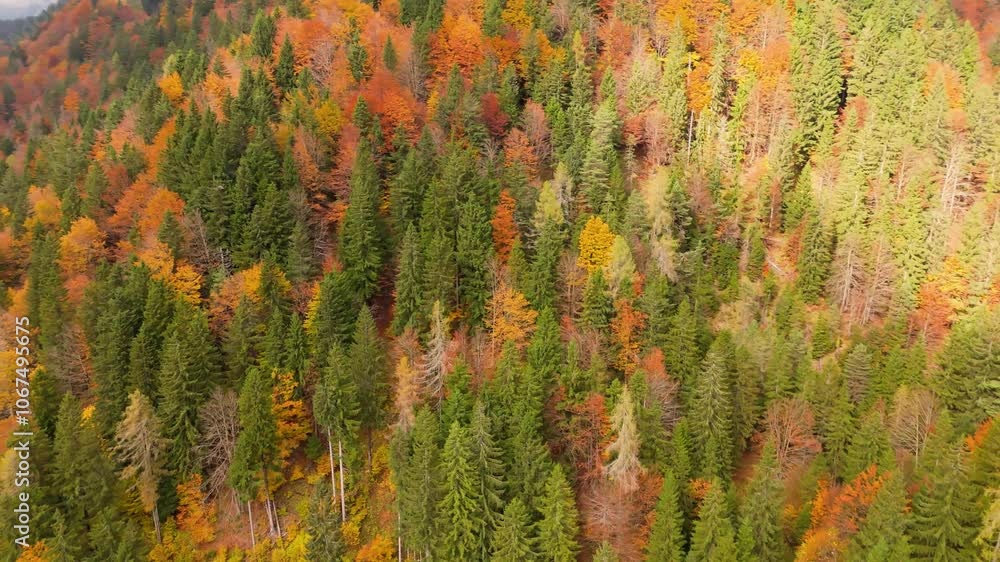 The forrest in the autumn, drone shot, aerial footage The forrest in the autumn, drone shot, aerial footage