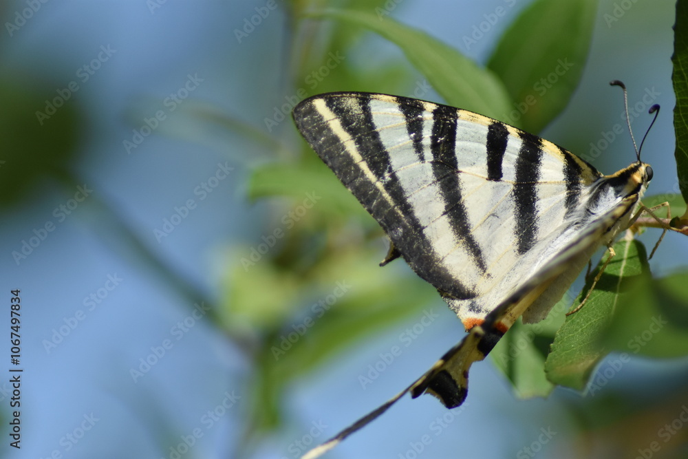Southern scarce swallowtail butterfly (Iphiclides feisthamelii Southern scarce swallowtail butterfly (Iphiclides feisthamelii