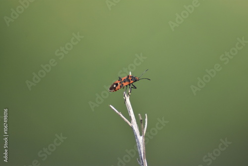 Isolated black and red bug (Lygaeus equestris) on a stick