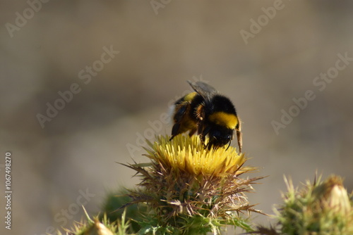 Bumblebee enjoying a yellow thistle flower