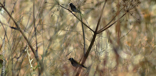 Baby goldfinch observing adult goldfinch to know what to do in front of the stranger