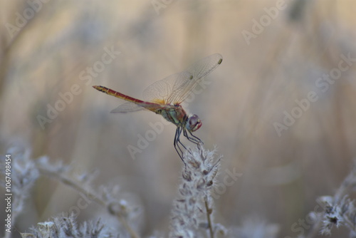 Red dragonfly on a spike