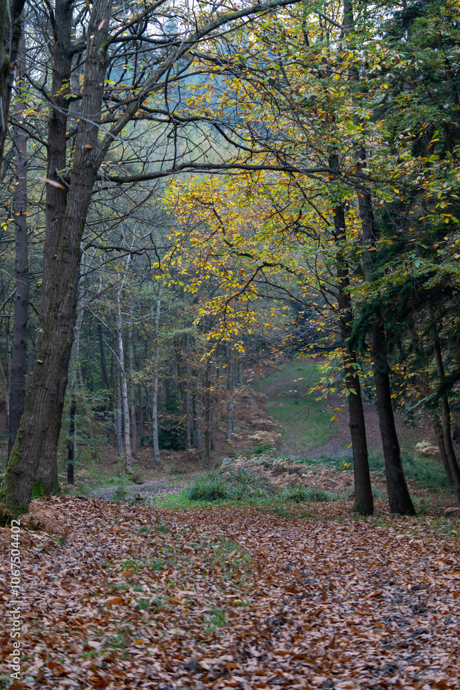 Autumn Forest Walk with Golden Brown Leaves on Path, Newbury in Berkshire Autumn Forest Walk with Golden Brown Leaves on Path, Newbury in Berkshire