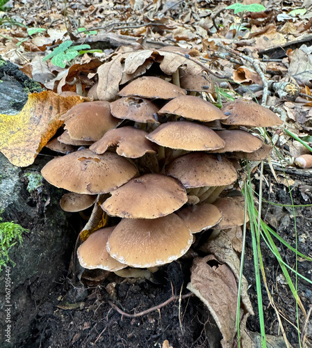 Brown inedible mushrooms grow on a decomposing log covered with green moss among fallen leaves.