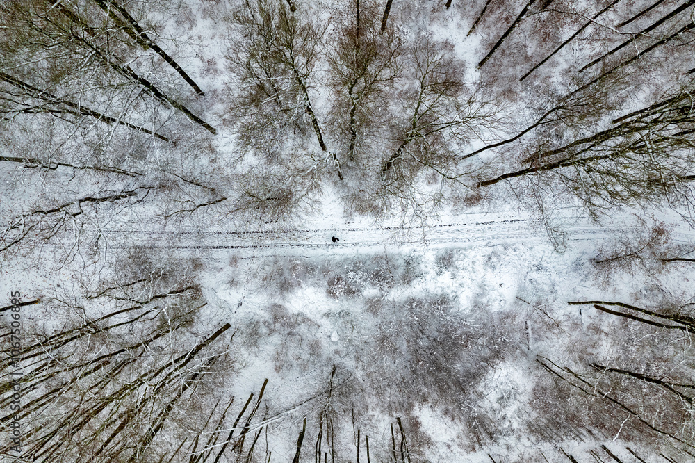 A snowy forest with trees covered in snow. The trees are bare and the snow is deep. The sky is clear and the sun is shining. Top view.