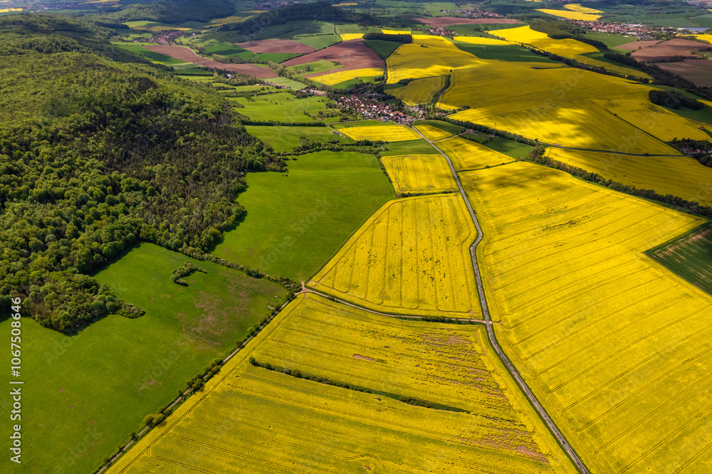 Top view of rapeseed fields. Yellow rapeseed field with stripes and abstract landscape. Germany.