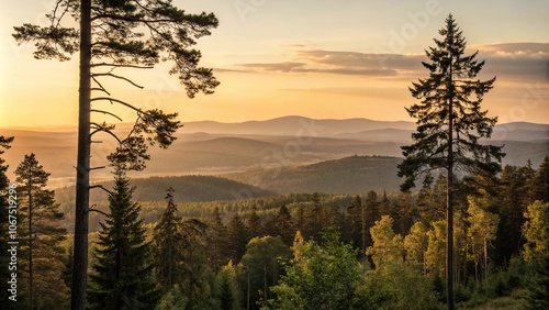 Forest landscape at sunset with trees in the foreground and distant hills, wildlife sanctuary, tree-lined path, forest trail, sunset